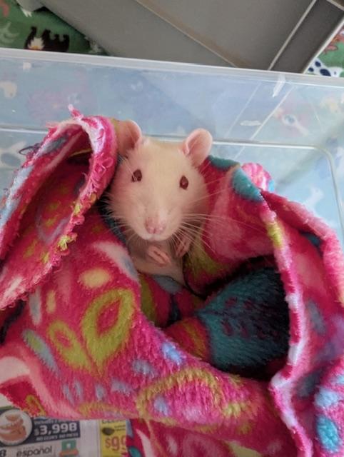 CJ, Adoptable, Adult Male Rat.