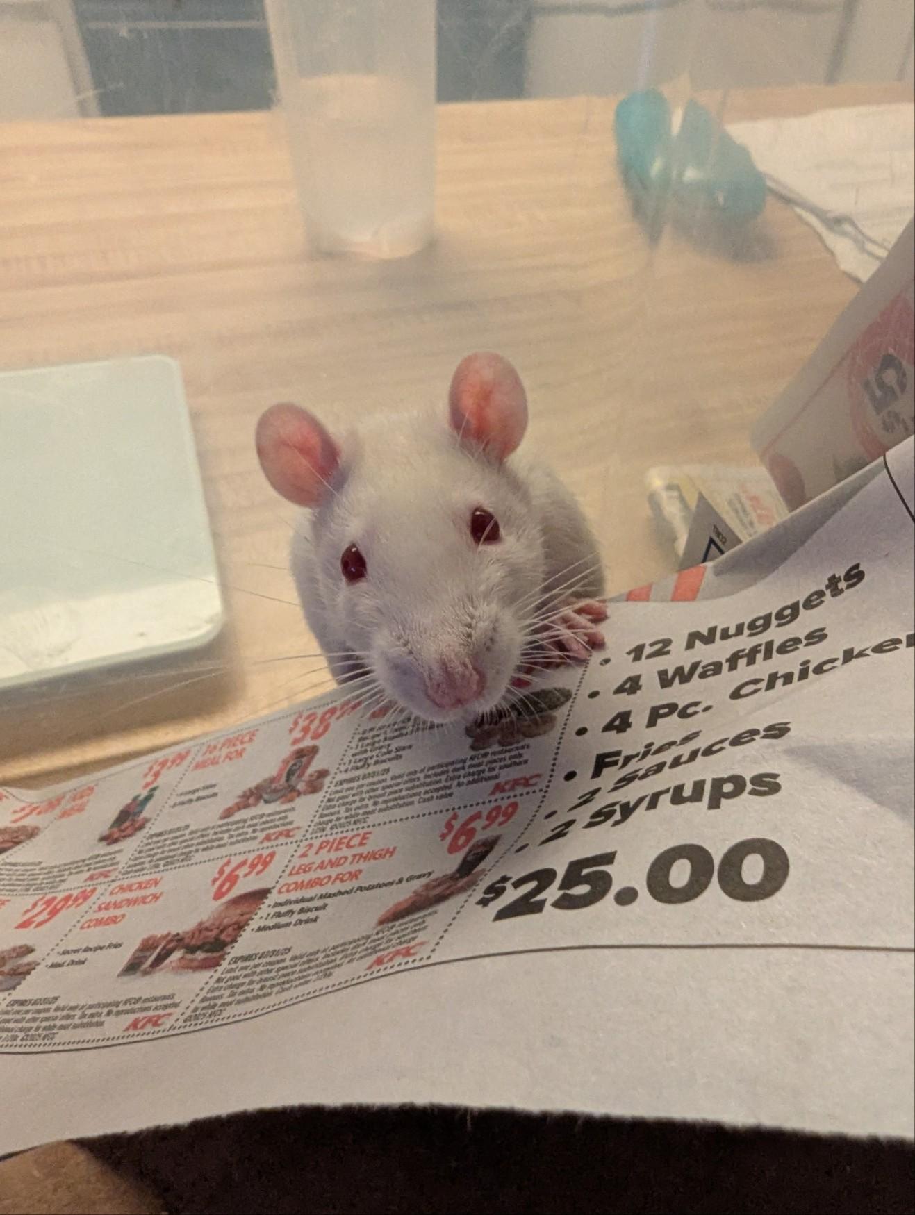 Enlarge CJ, a Adoptable Rat in Scottsdale, AZ image 2/2