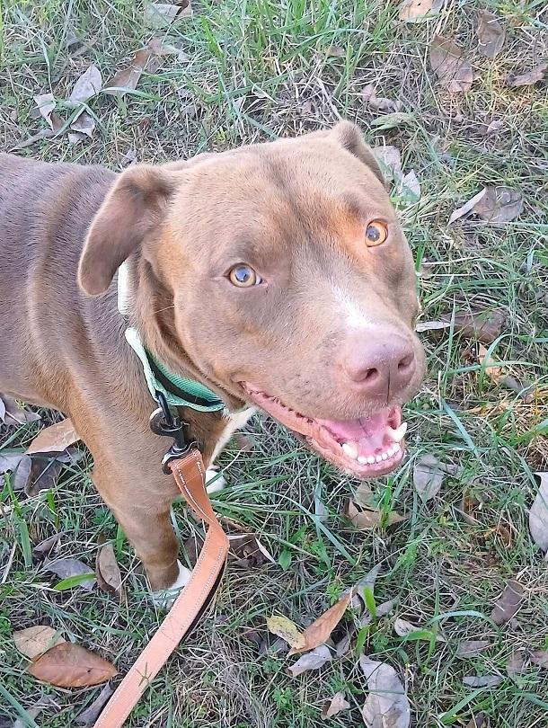 MITCH, Adopted, Young Male Terrier.