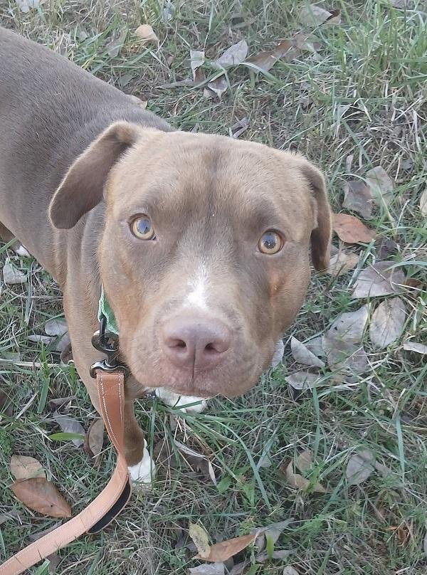 Enlarge MITCH, a Adopted Terrier in Pegram, TN image 2/3