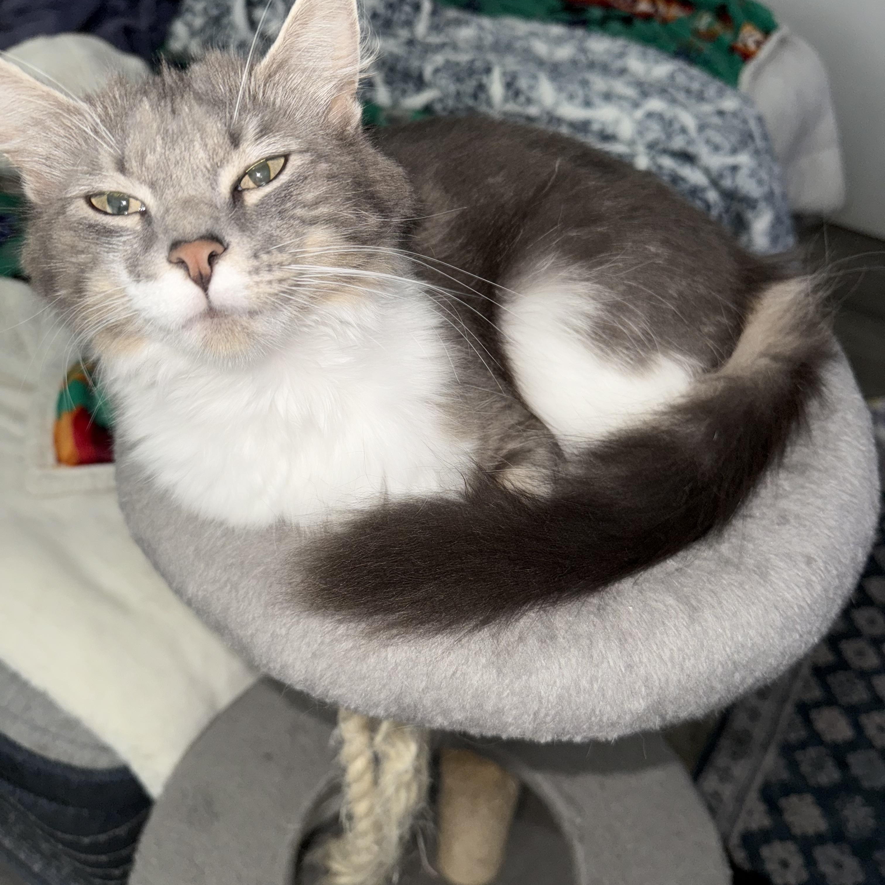 Sissy, an adoptable Domestic Medium Hair in Puyallup, WA, 98371 | Photo Image 4