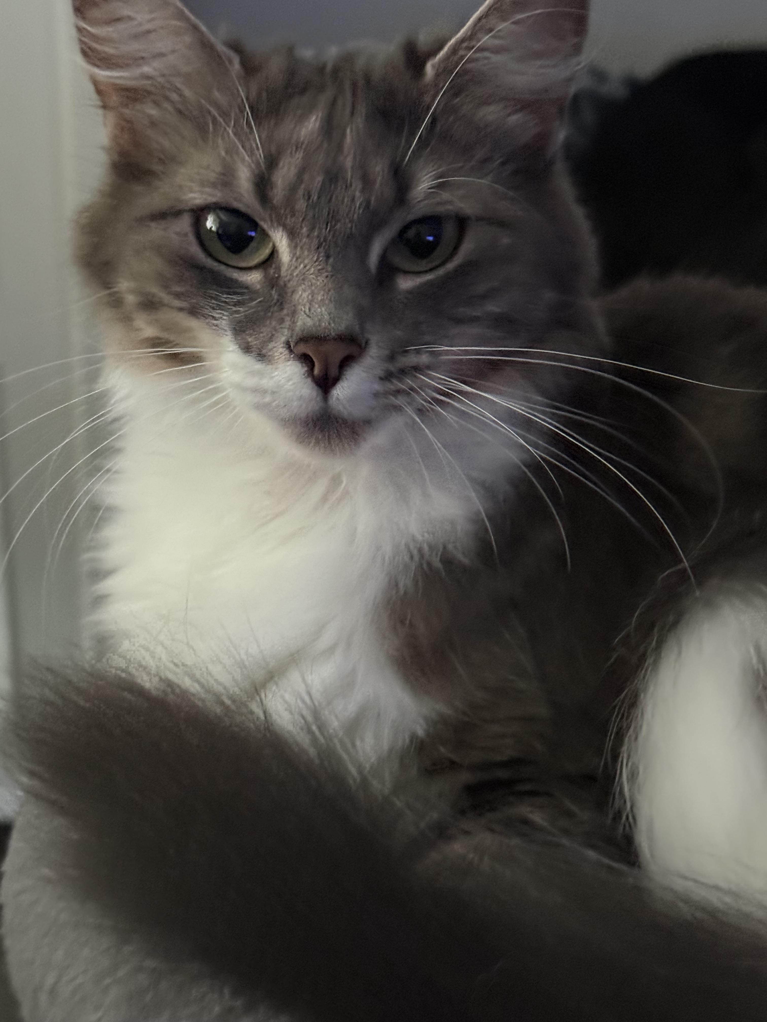 Sissy, an adoptable Domestic Medium Hair in Puyallup, WA, 98371 | Photo Image 5