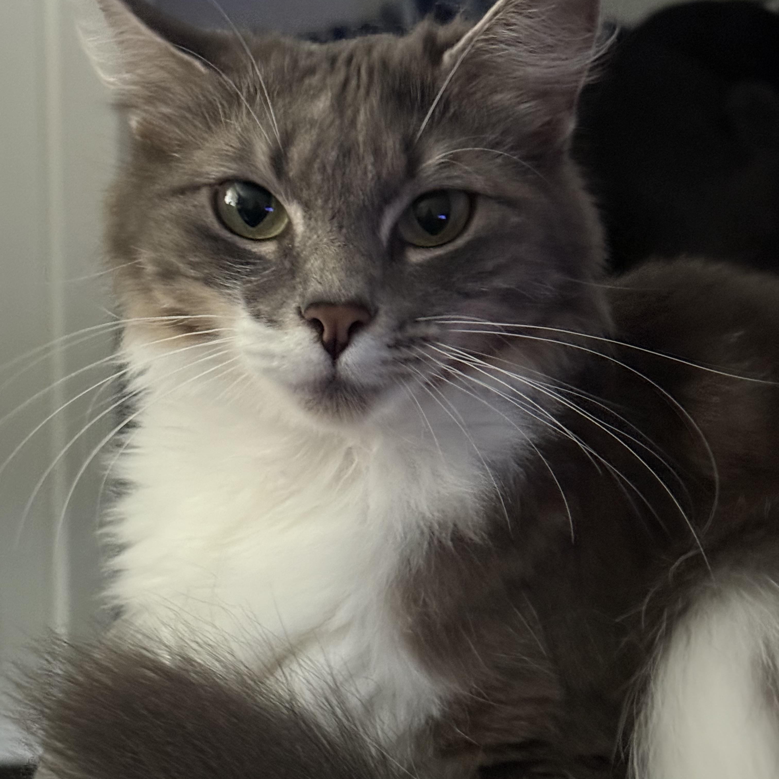 Sissy, an adoptable Domestic Medium Hair in Puyallup, WA, 98371 | Photo Image 1