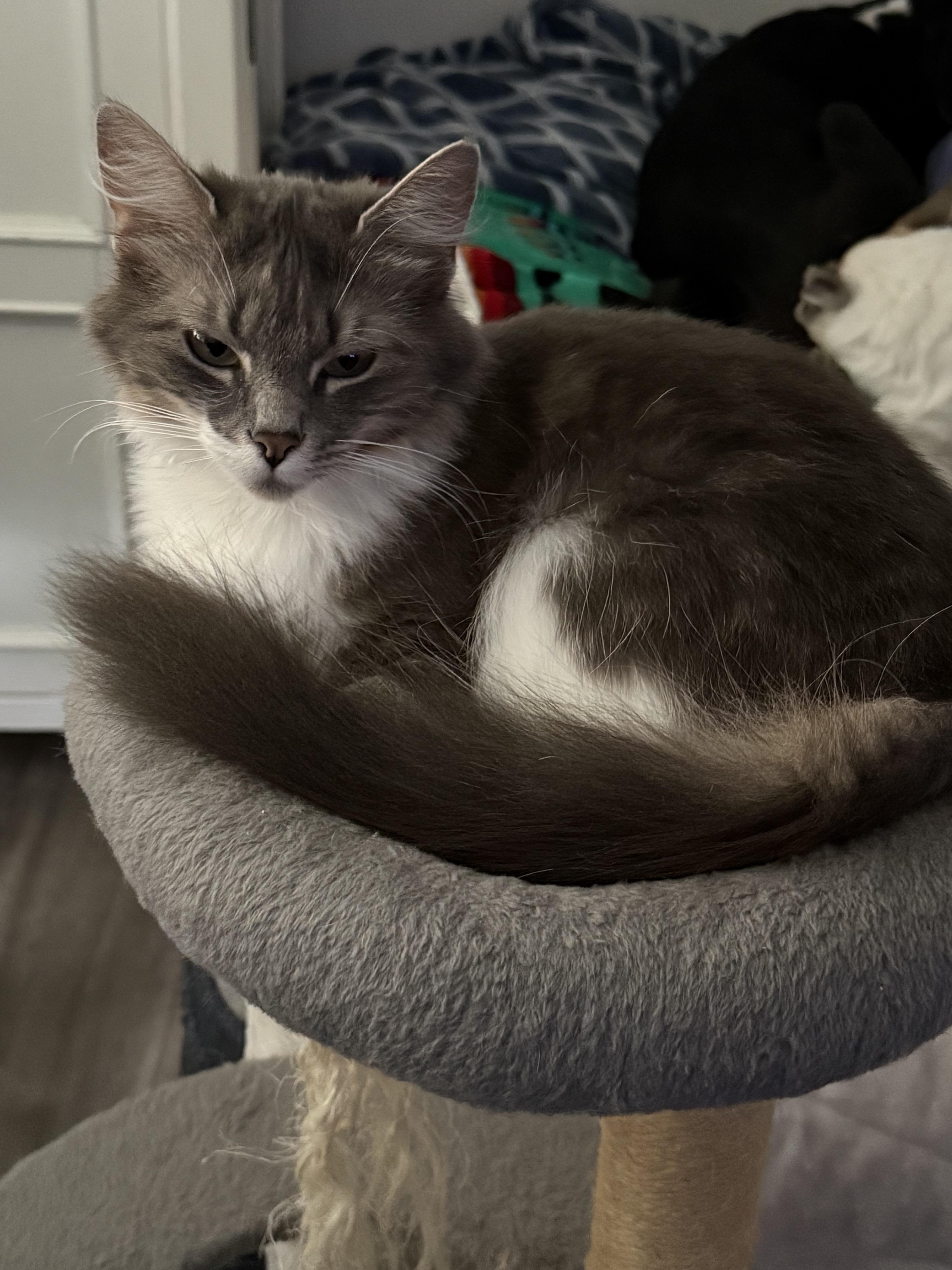Sissy, an adoptable Domestic Medium Hair in Puyallup, WA, 98371 | Photo Image 3
