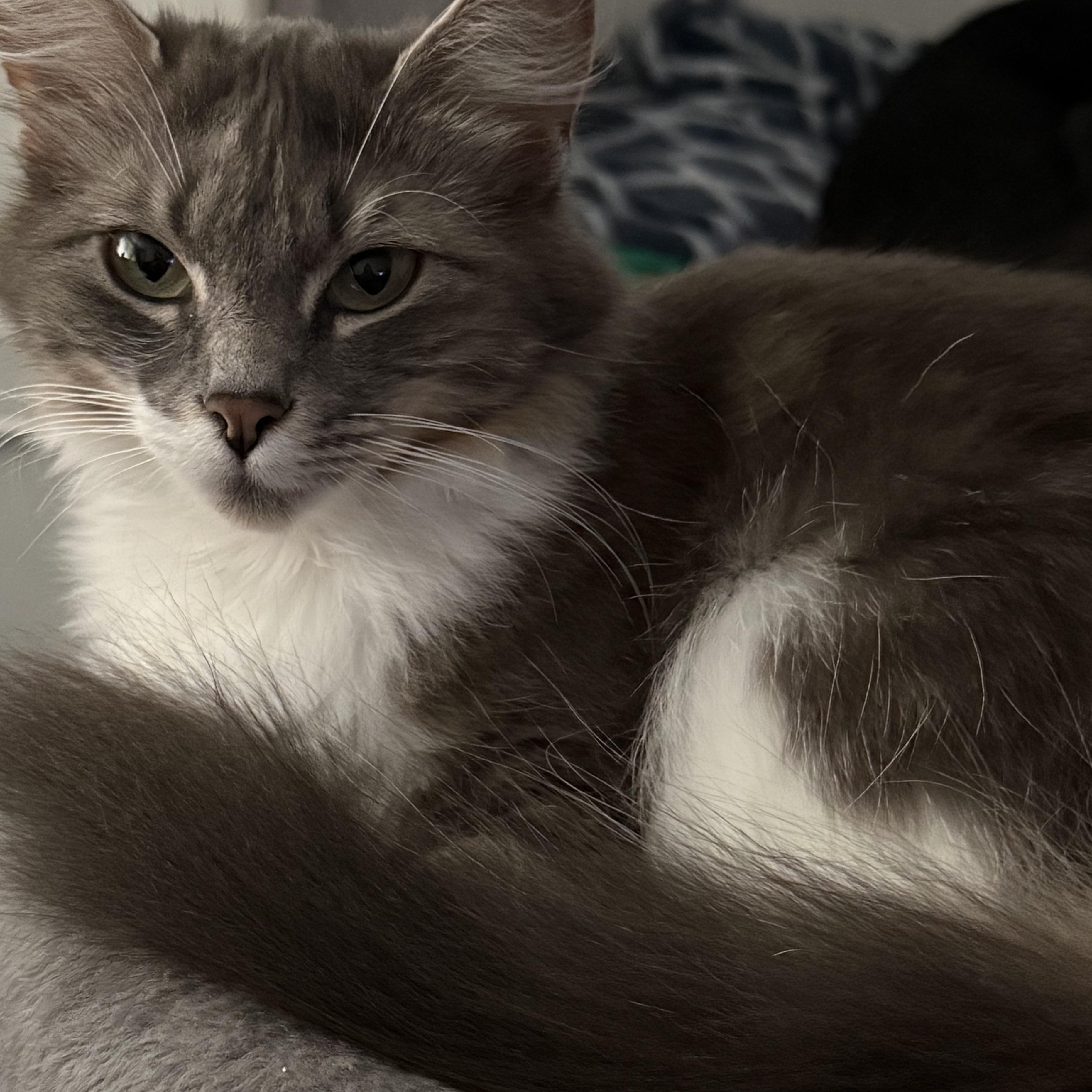 Sissy, an adoptable Domestic Medium Hair in Puyallup, WA, 98371 | Photo Image 2
