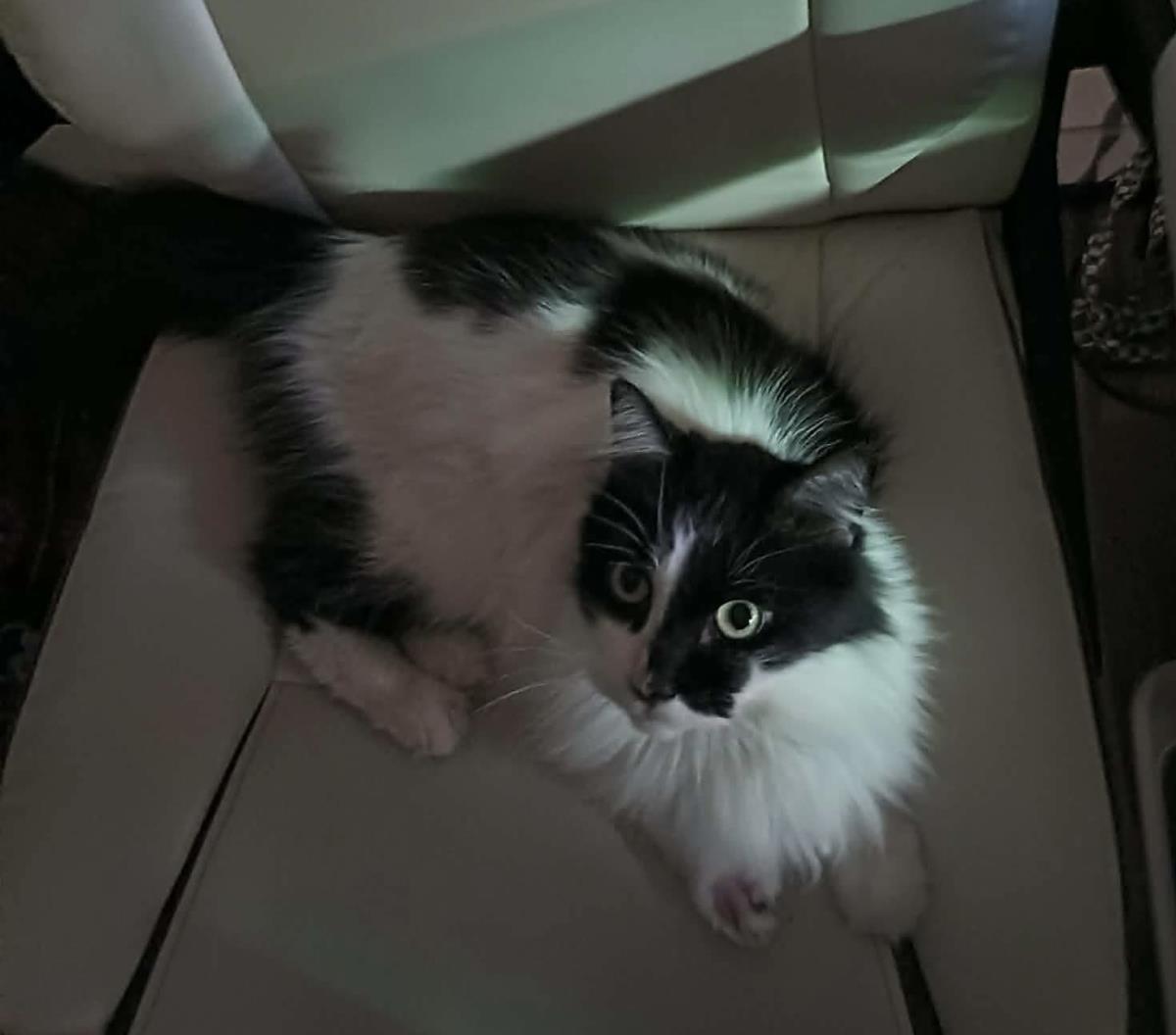 Arwen Longtail, Adoptable, Adult Female Domestic Long Hair & Tuxedo.