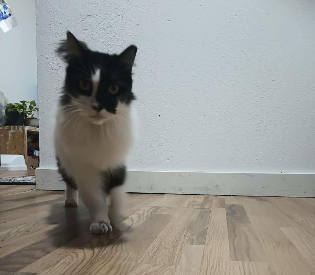 Arwen Longtail, Adoptable, Adult Female Domestic Long Hair & Tuxedo.
