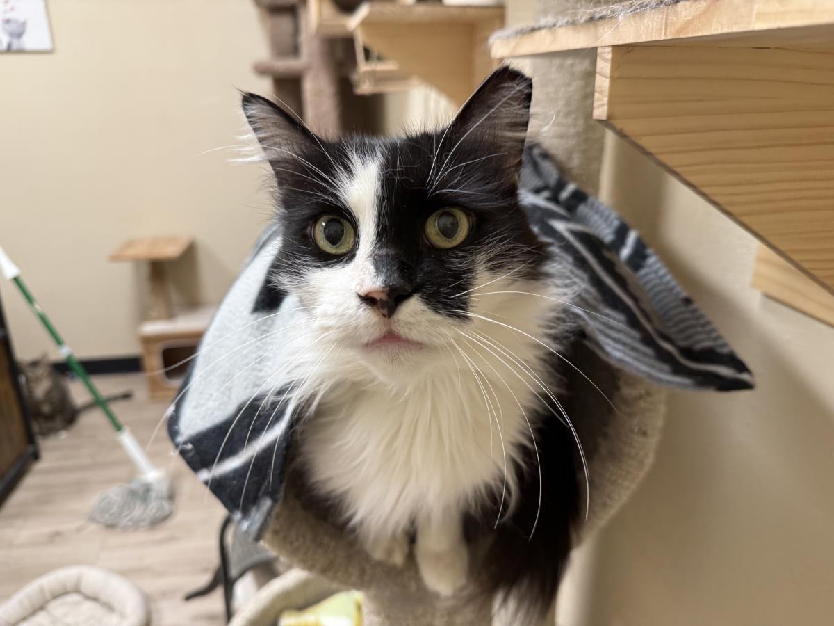 Enlarge Arwen Longtail, a Adoptable mixed breed in Chandler, AZ image 2/3