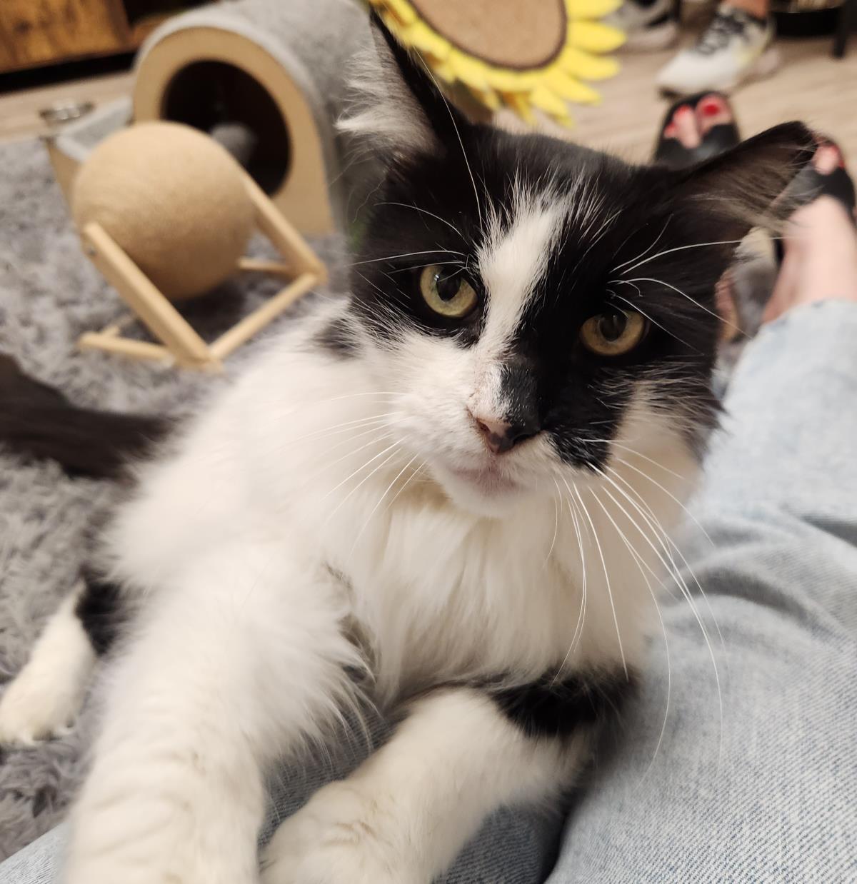 Enlarge Arwen Longtail, a Adoptable mixed breed in Chandler, AZ image 3/3