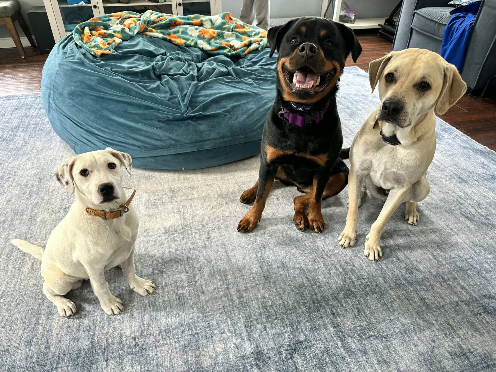 Enlarge Patty, a Adoptable Pit Bull Terrier in Hillsboro, NH image 1/3