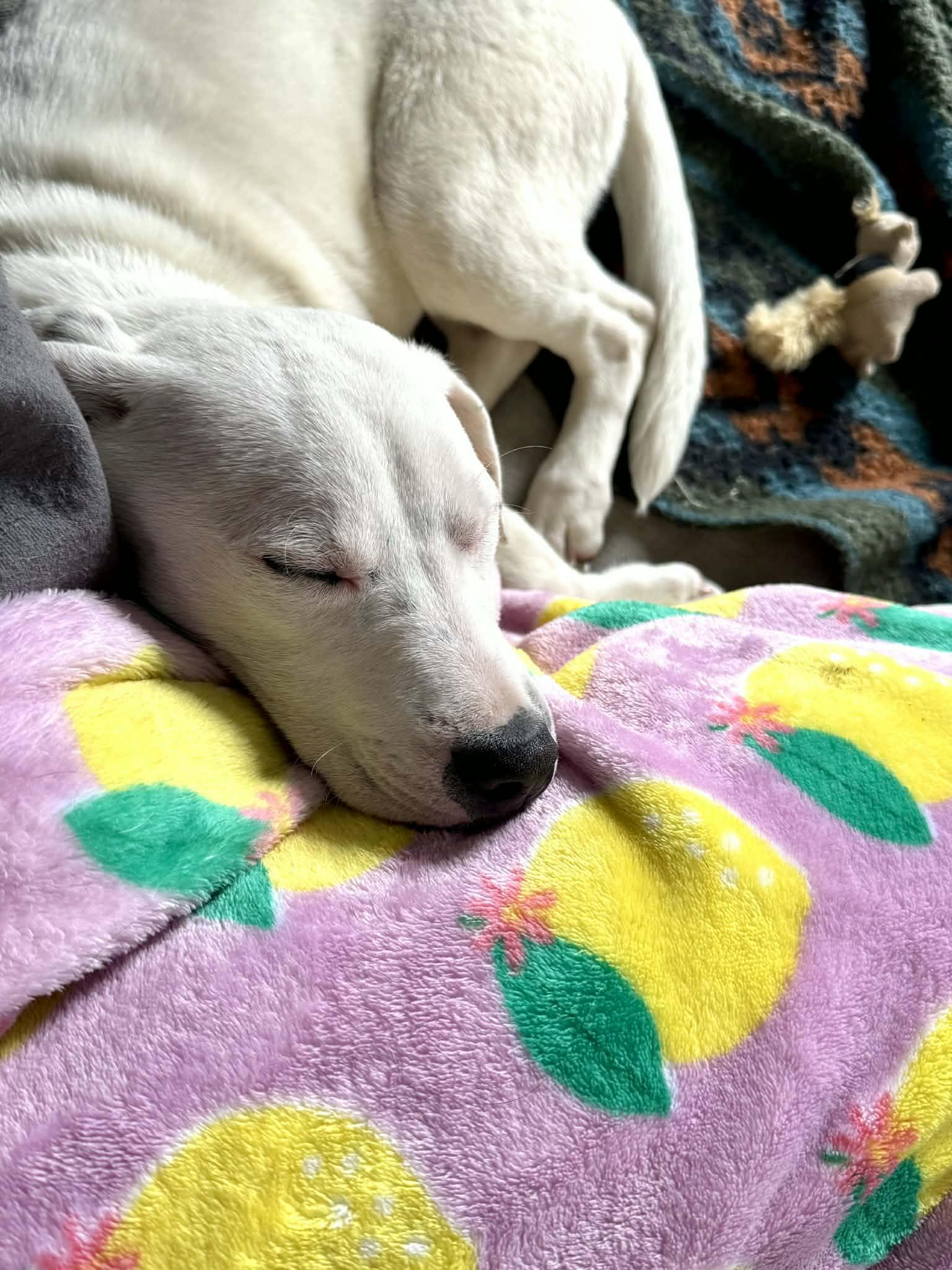 Patty, Adoptable, Young Female Pit Bull Terrier.