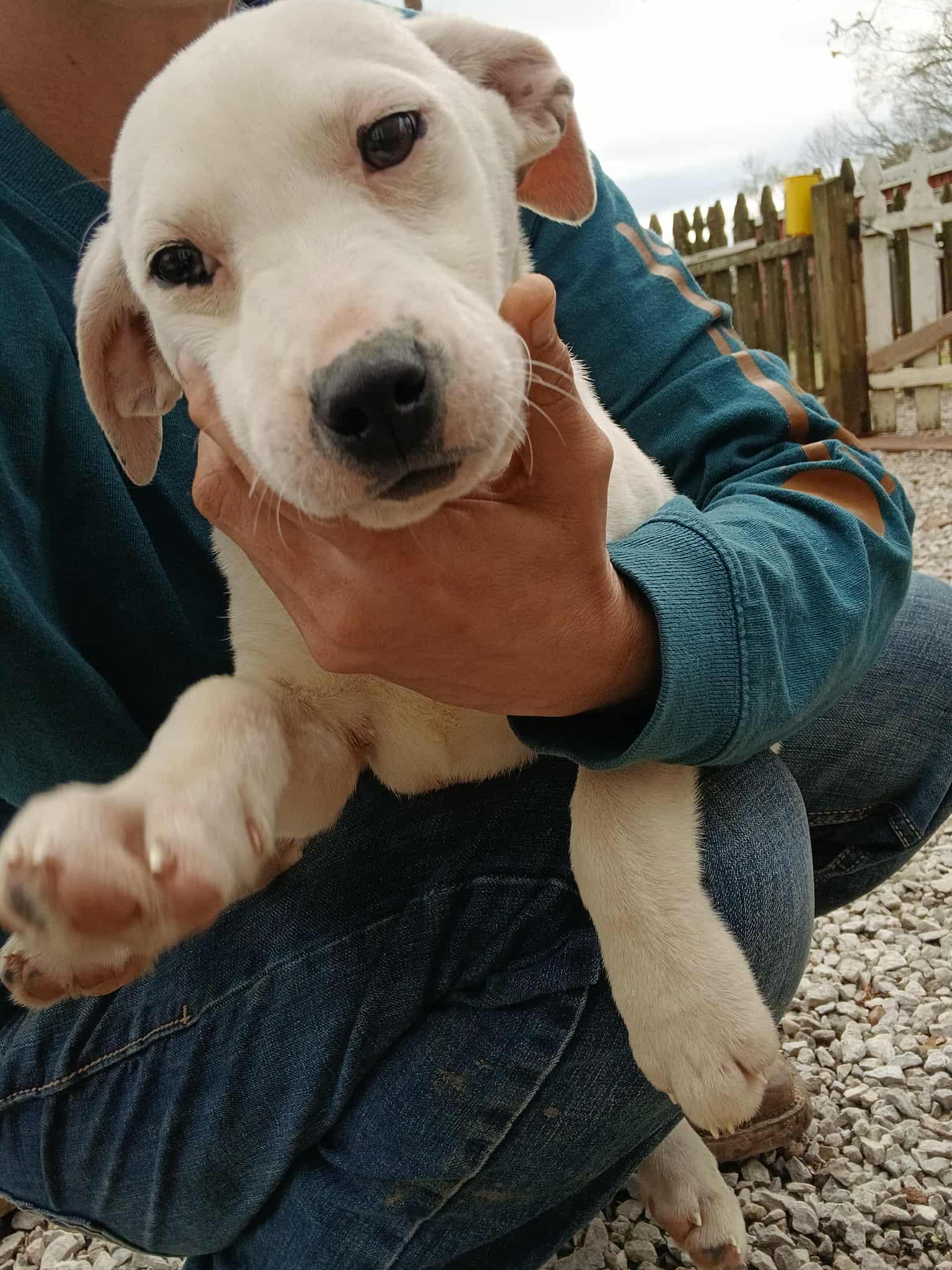Enlarge Marcy, a Adoptable Pit Bull Terrier in Hillsboro, NH image 1/2