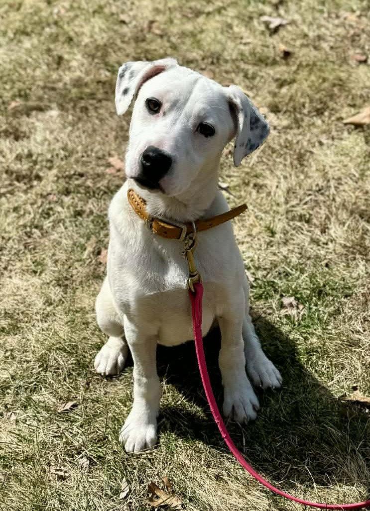 Enlarge Patty, a Adoptable Pit Bull Terrier in Hillsboro, NH image 3/3