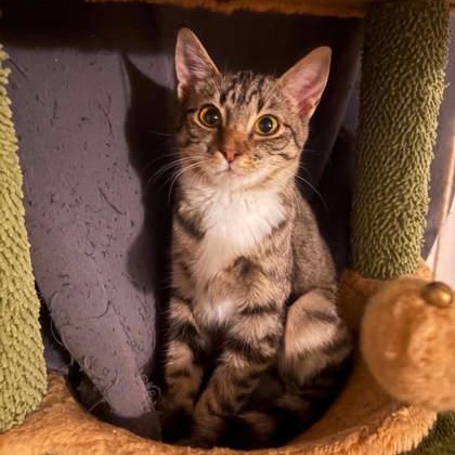Enlarge Harley, a ADOPTABLE Domestic Short Hair in Warr Acres, OK image 1/1