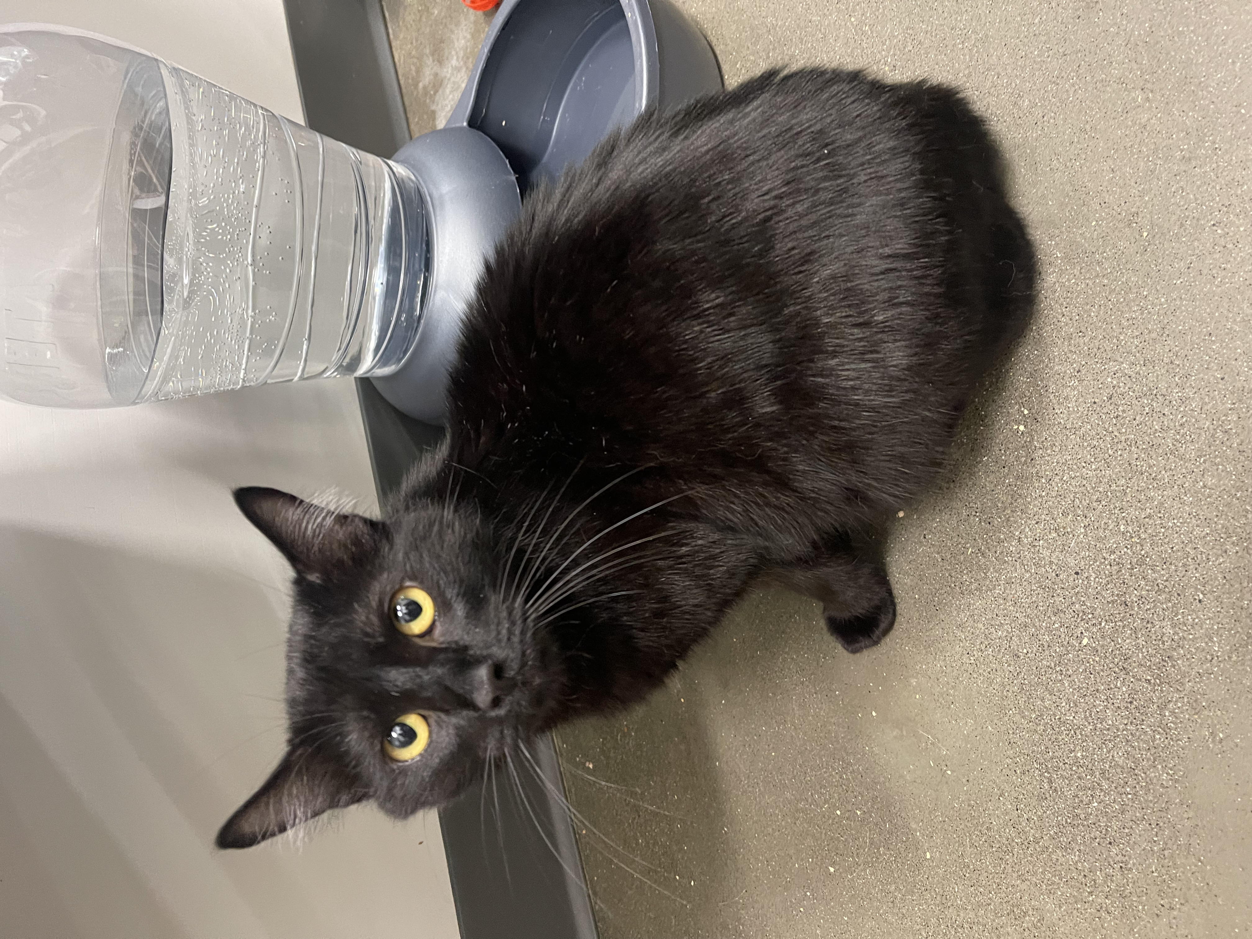 Cat for adoption Marlow, a Domestic Short Hair in BURNABY, BC Petfinder
