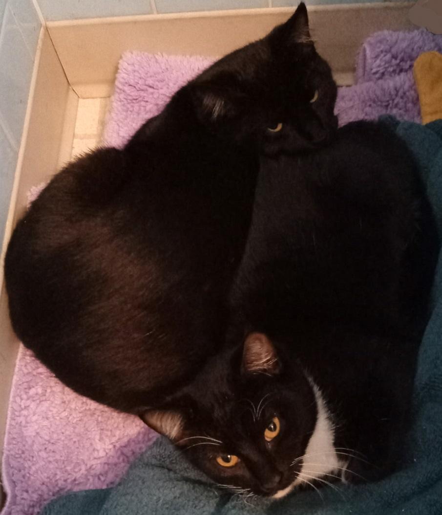 Magic (Littermate to Inky) photo 4