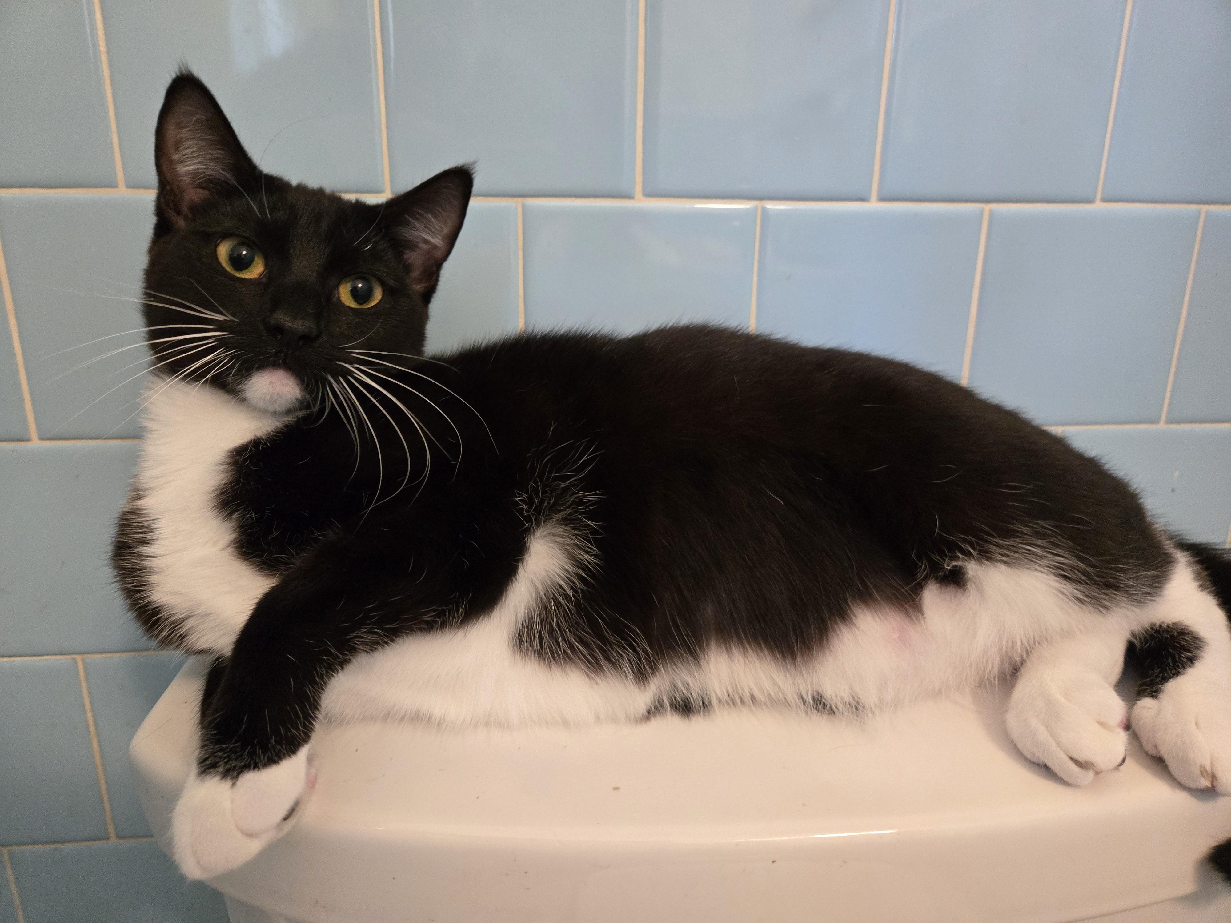 Magic (Littermate to Inky) photo 3