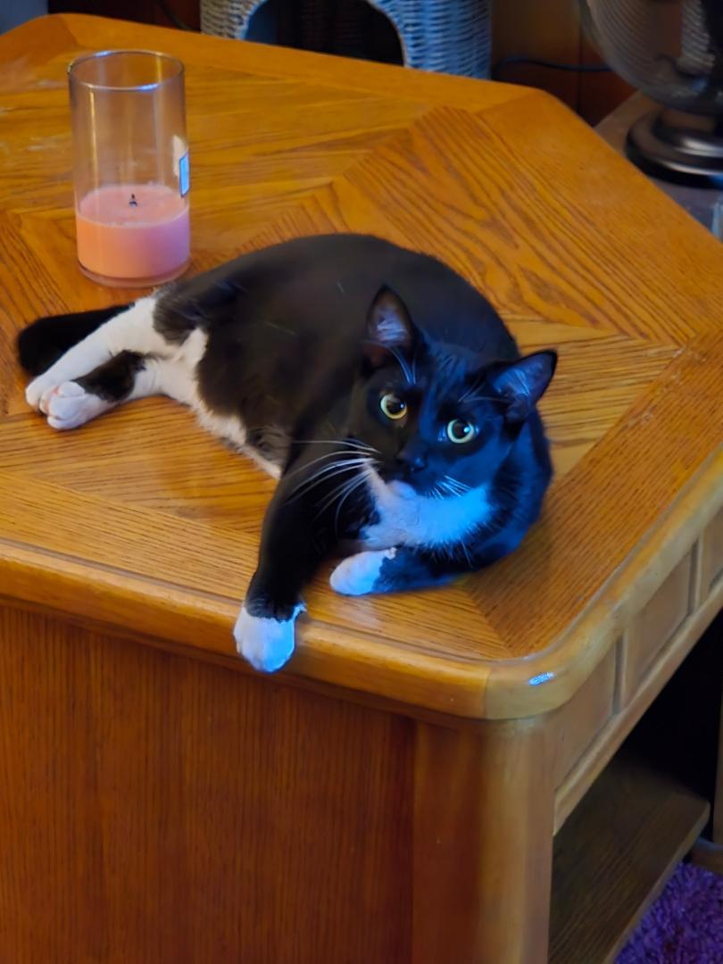 Magic (Littermate to Inky) photo 2