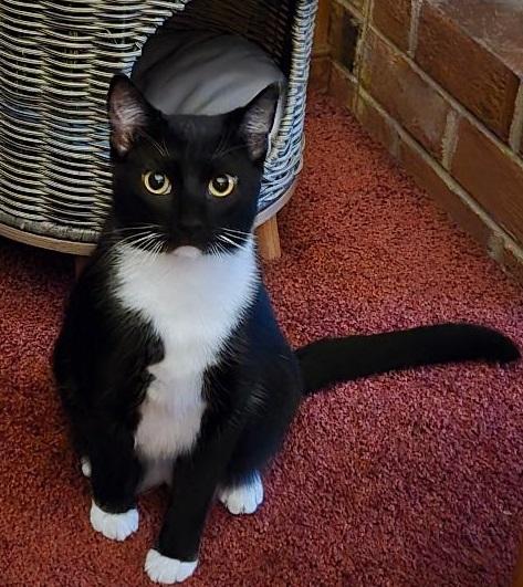Magic (Littermate to Inky), Young Female Domestic Short Hair