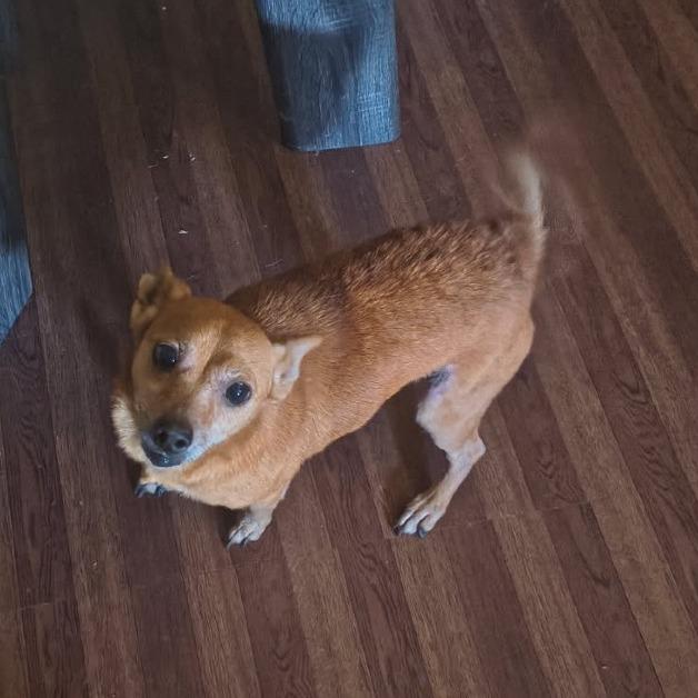 Lizzie, Adoptable, Adult Female Chihuahua & Mixed Breed.