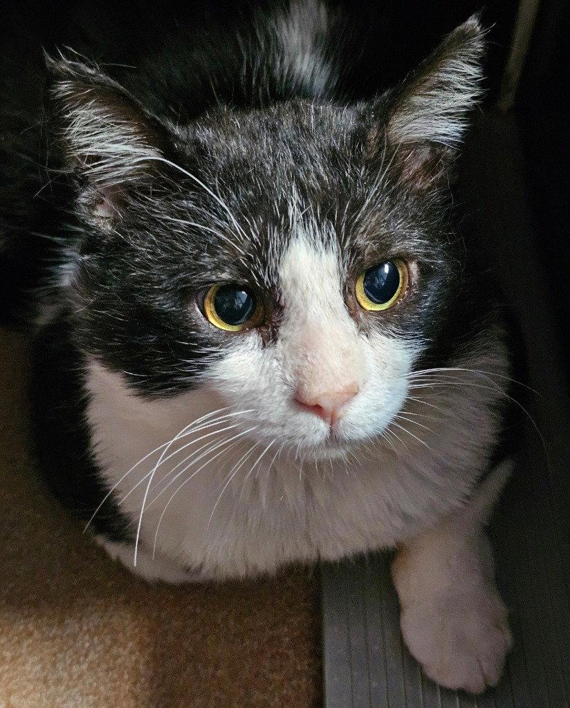 Amos, Adoptable, Adult Male Domestic Short Hair.