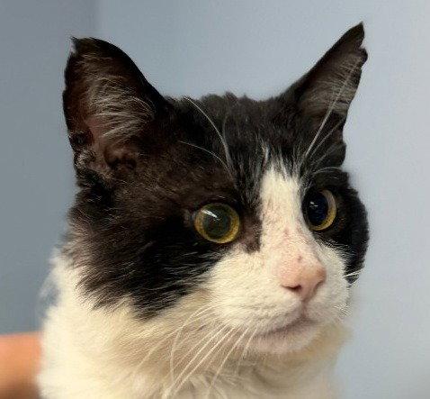 Enlarge Amos, a Adoptable Domestic Short Hair in Lovingston, VA image 2/3