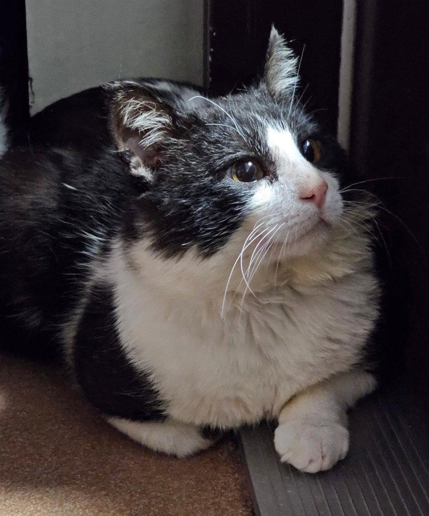 Enlarge Amos, a Adoptable Domestic Short Hair in Lovingston, VA image 3/3