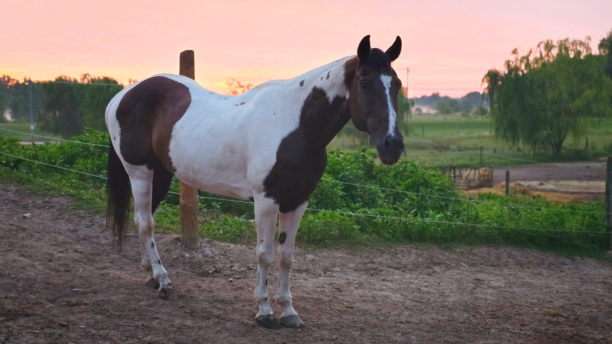 Enlarge Grace, a ADOPTABLE Paint / Pinto in Upper Sandusky, OH image 1/1