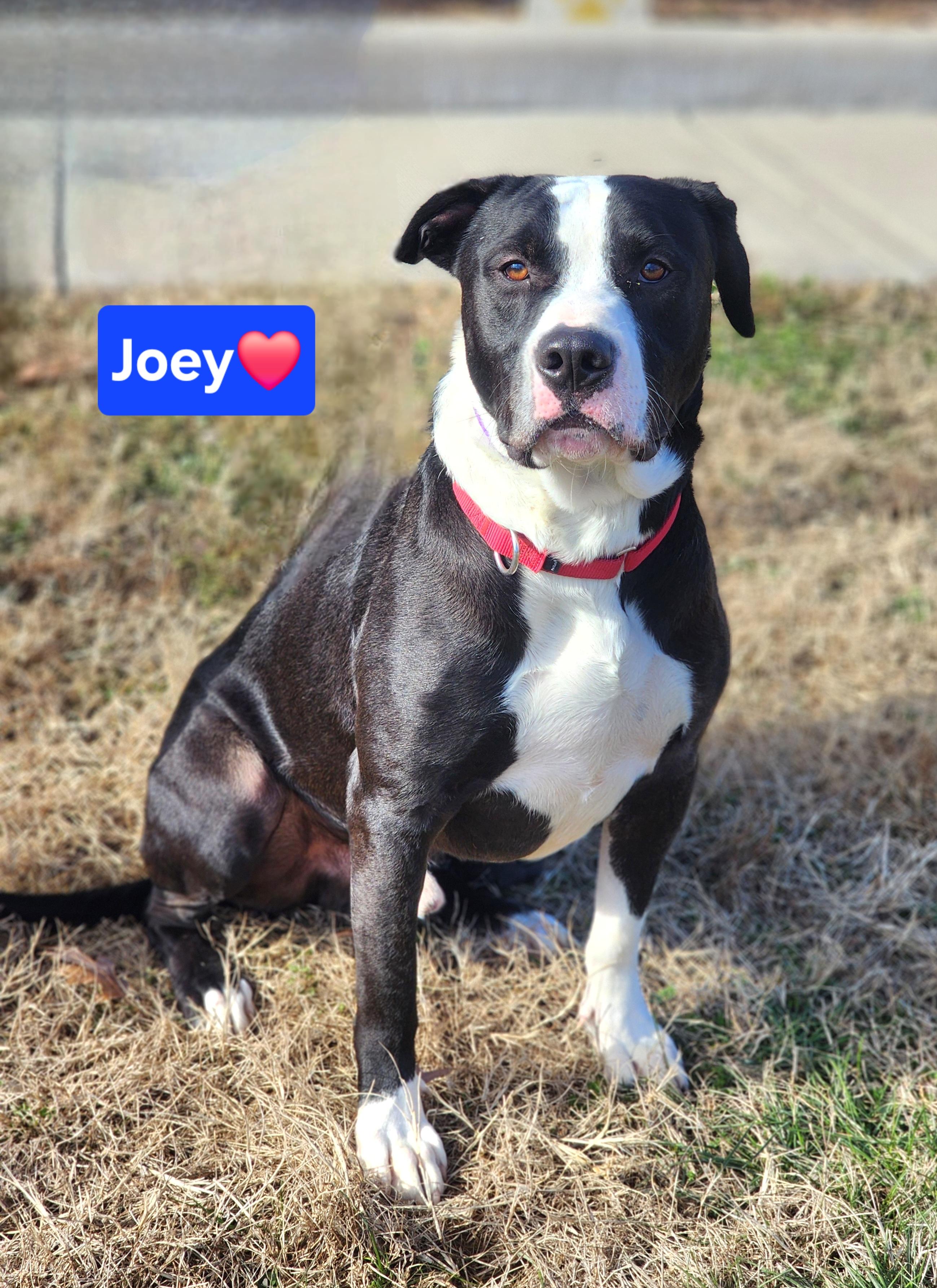 Enlarge Joey, an adopted mixed breed in Clinton, MO image 1/4