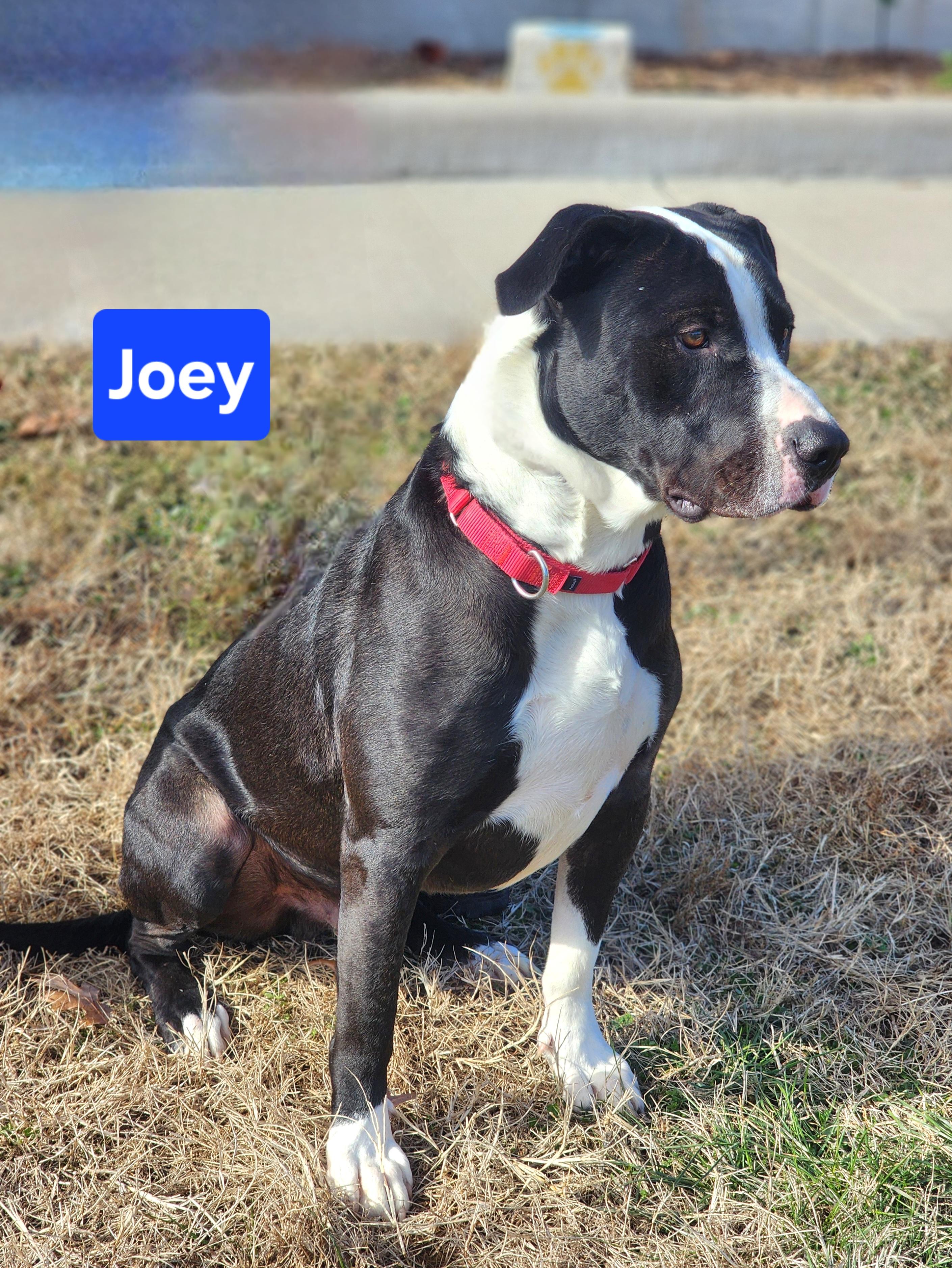 Enlarge Joey, an adopted mixed breed in Clinton, MO image 3/4