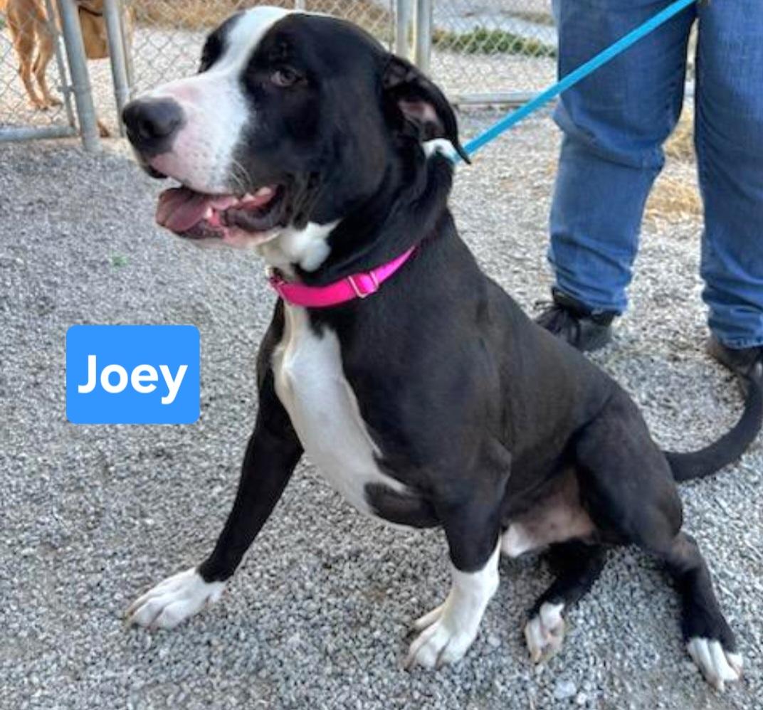 Enlarge Joey, an adopted mixed breed in Clinton, MO image 4/4