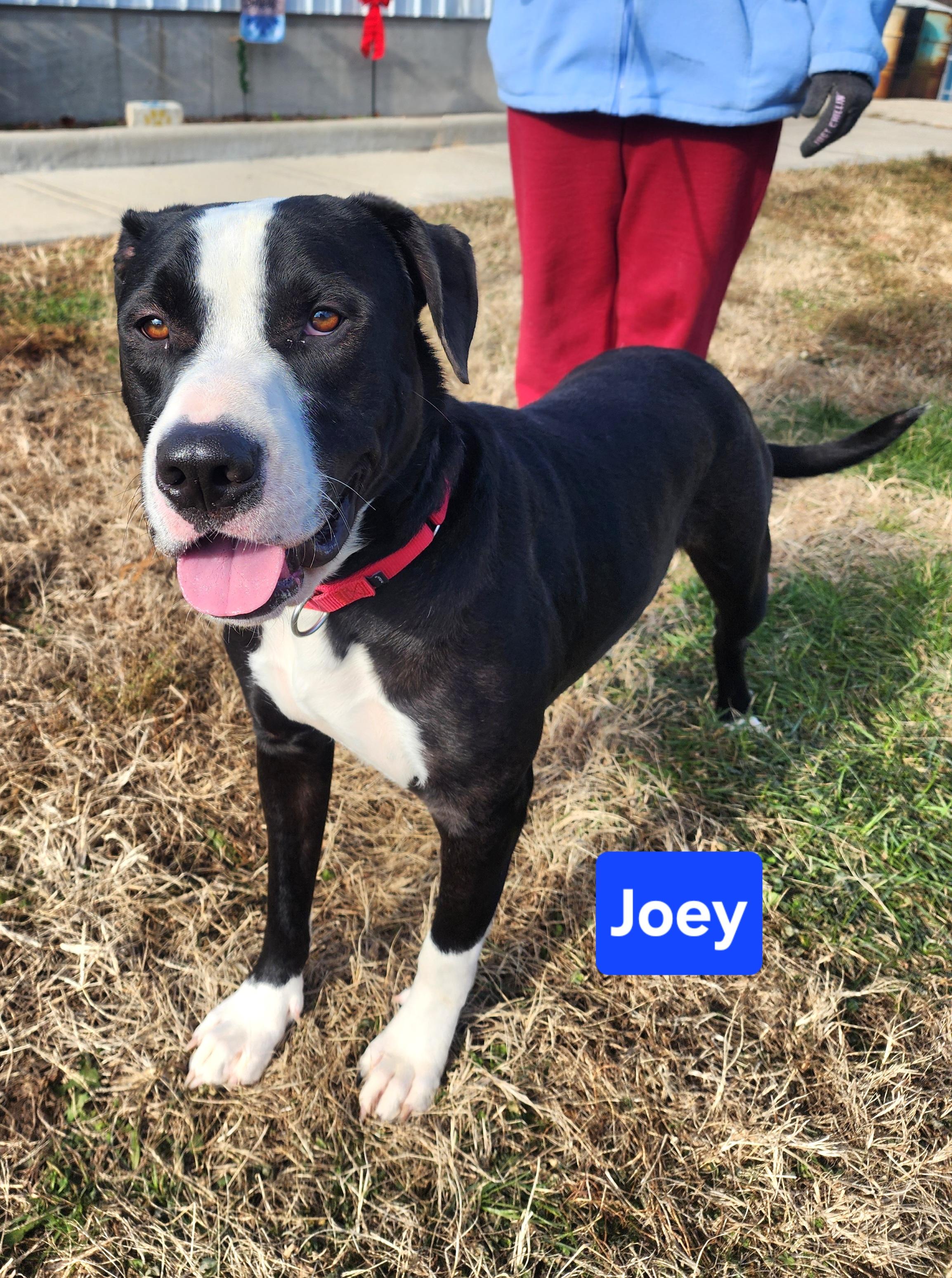 Enlarge Joey, an adopted mixed breed in Clinton, MO image 2/4