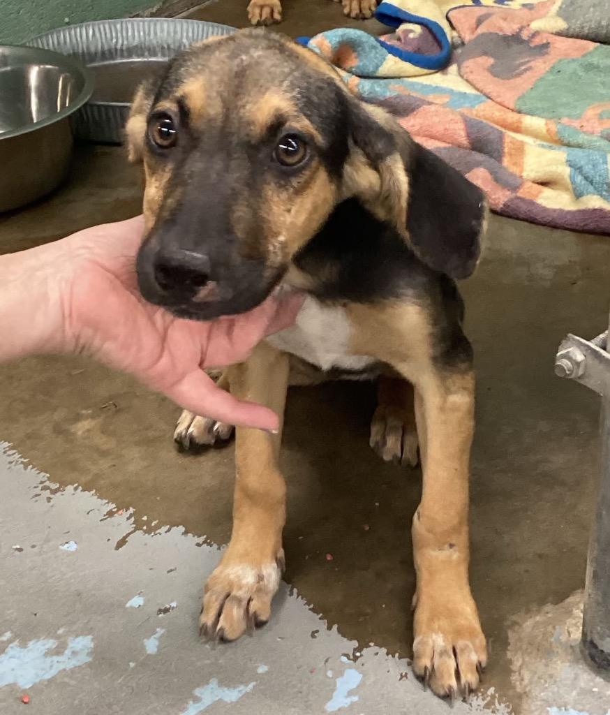 Justice, Adoptable, Puppy Female Shepherd & Terrier.