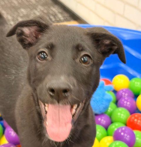 Orion, Adoptable, Puppy Male Dutch Shepherd & Mixed Breed.