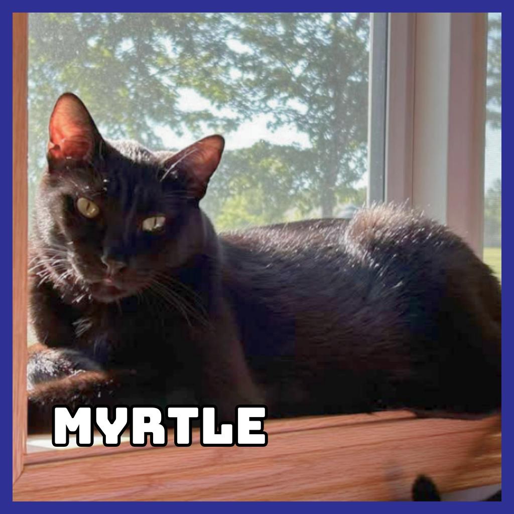 Myrtle, Adoptable, Adult Male Domestic Short Hair.