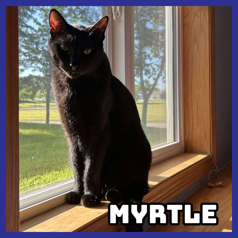 Enlarge Myrtle, a Adoptable Domestic Short Hair in Glenwood, MN image 1/3