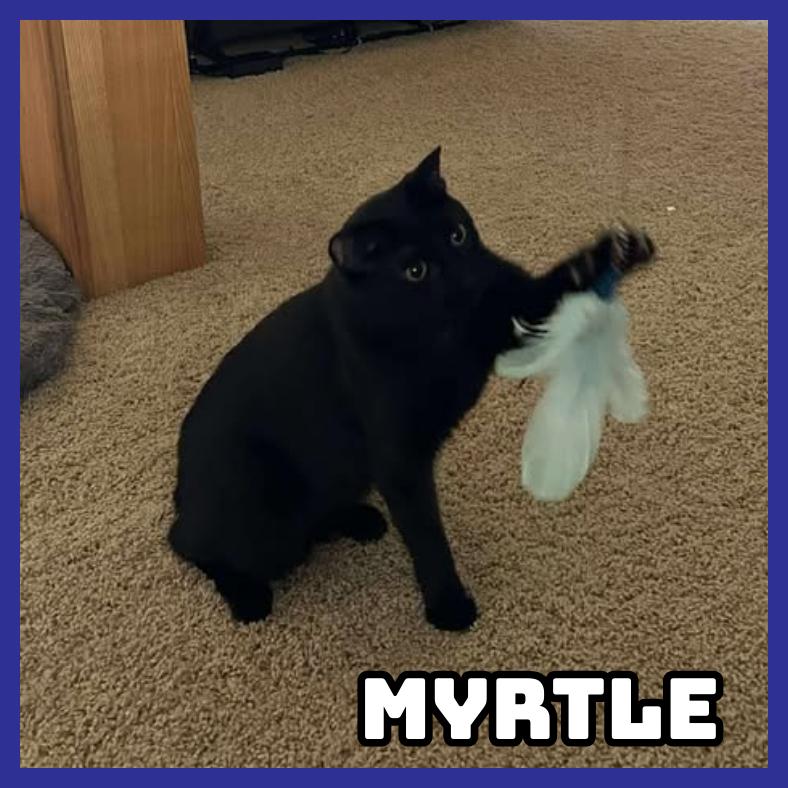Enlarge Myrtle, a Adoptable Domestic Short Hair in Glenwood, MN image 2/3