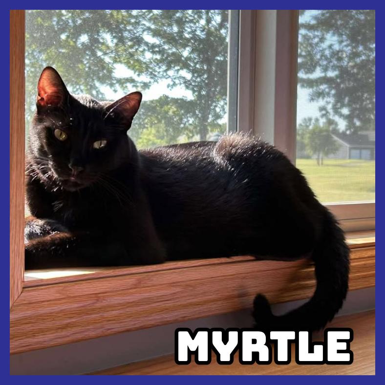 Enlarge Myrtle, a Adoptable Domestic Short Hair in Glenwood, MN image 3/3