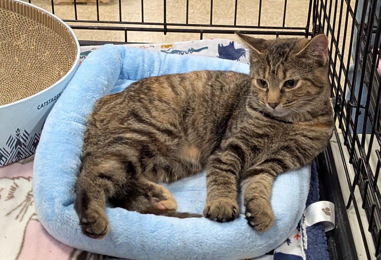 Parker, Adoptable, Kitten Female Tabby.