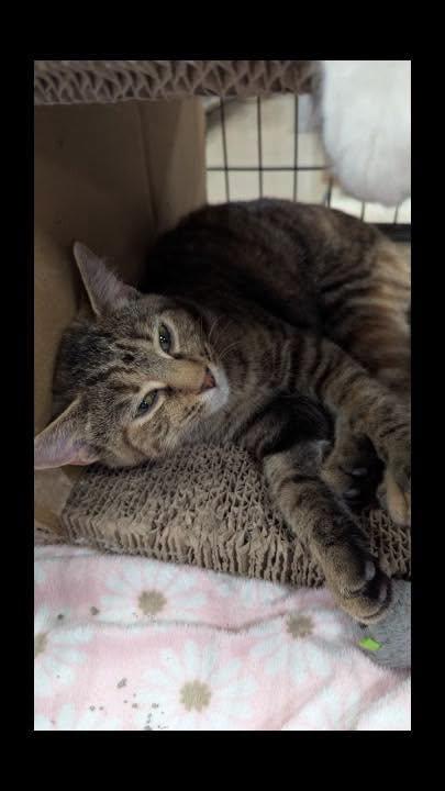 Enlarge Parker, a Adoptable Tabby in Noblesville, IN image 2/3