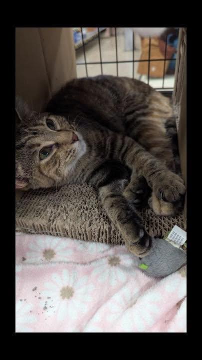 Enlarge Parker, a Adoptable Tabby in Noblesville, IN image 3/3