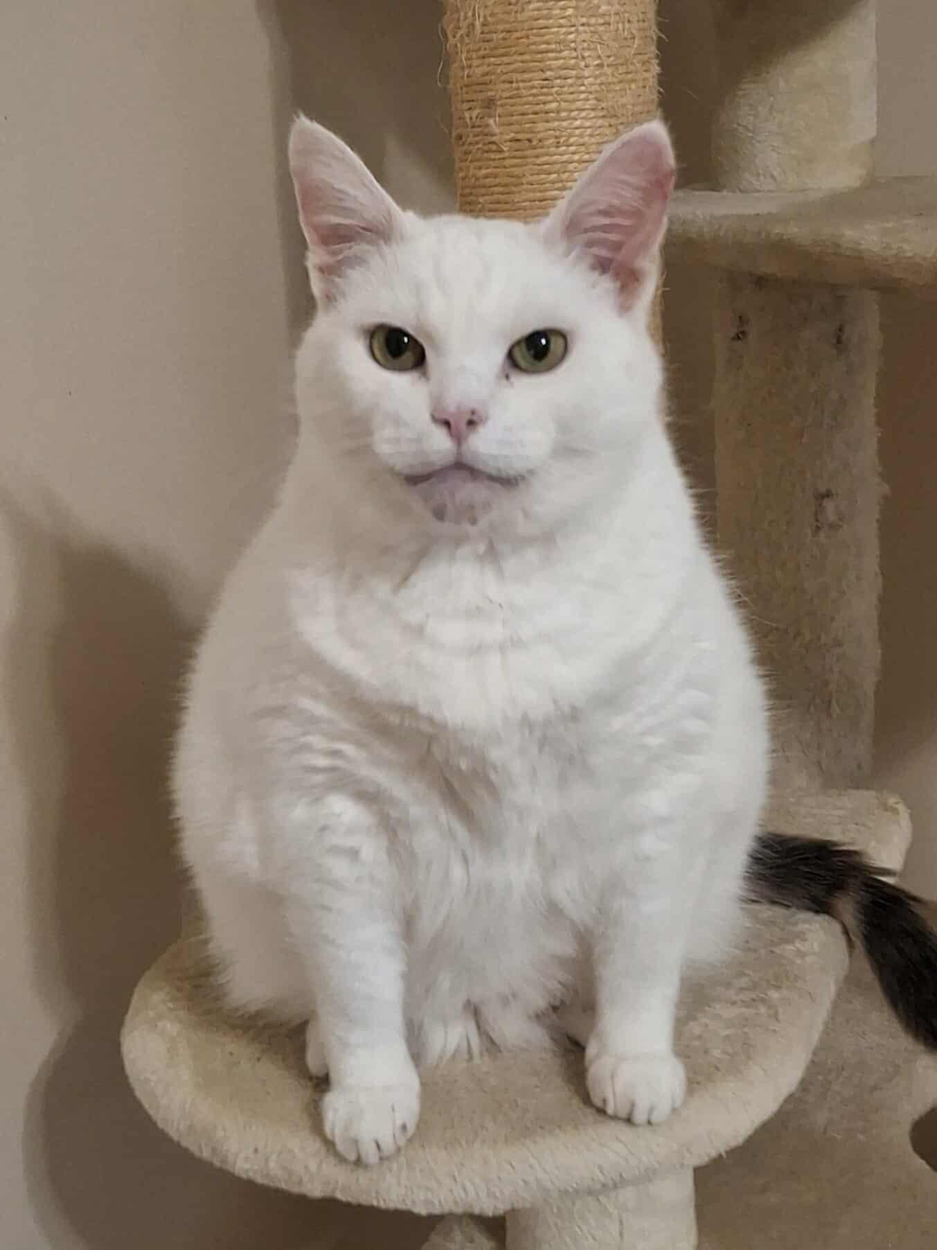 Sheeba