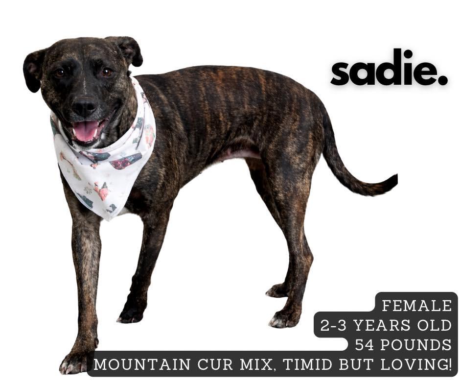 Sadie, Adoptable, Adult Female Mountain Cur.
