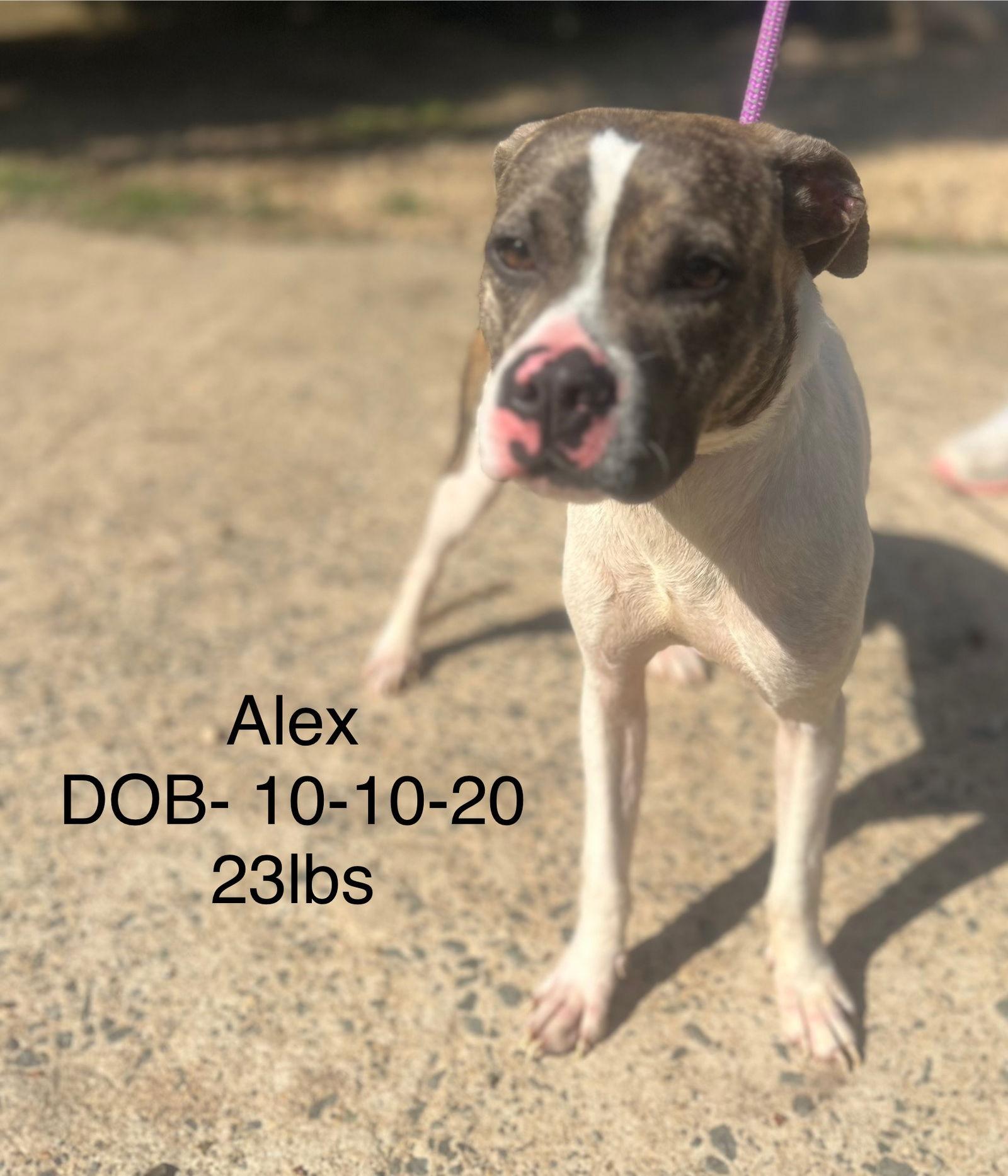 ALEX, Adoptable, Adult Male Boston Terrier.