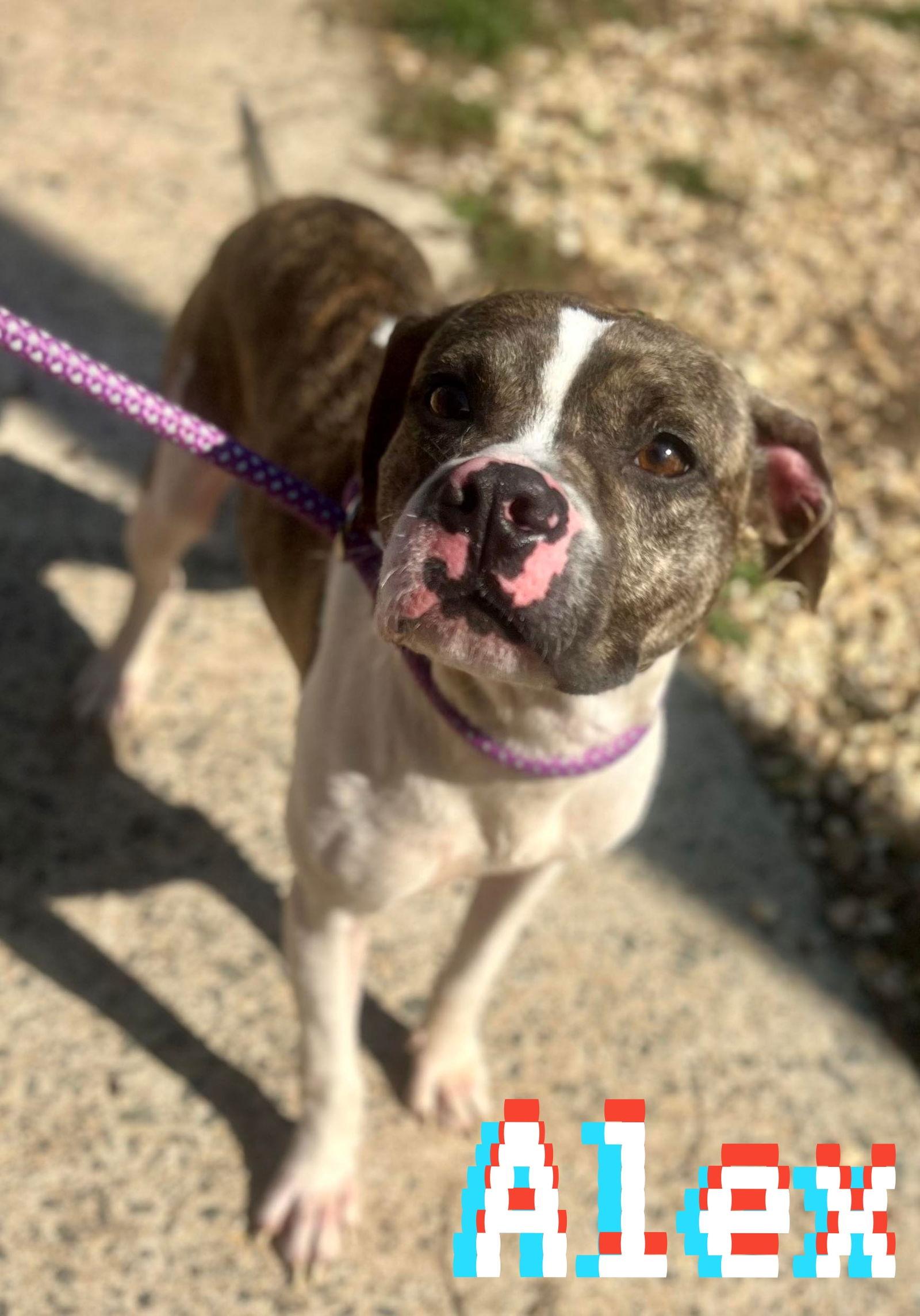 ALEX SFF, Adoptable, Adult Male Boston Terrier.