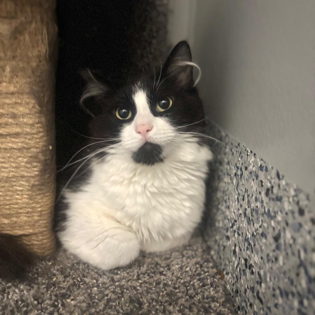 Sly, a Adoptable Domestic Long Hair in Great Falls, MT image 1/2