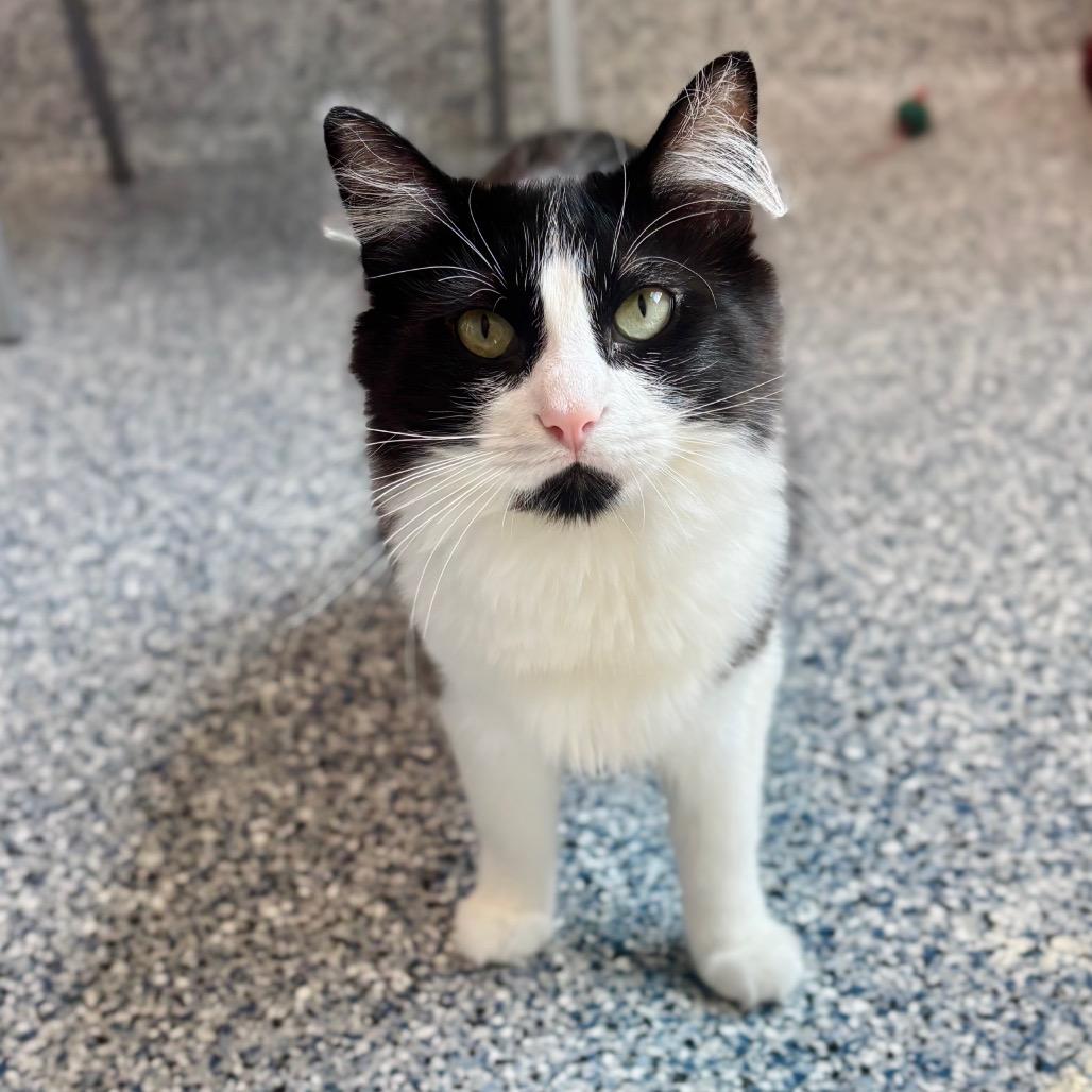 Sly, Adoptable, Young Male Domestic Long Hair.