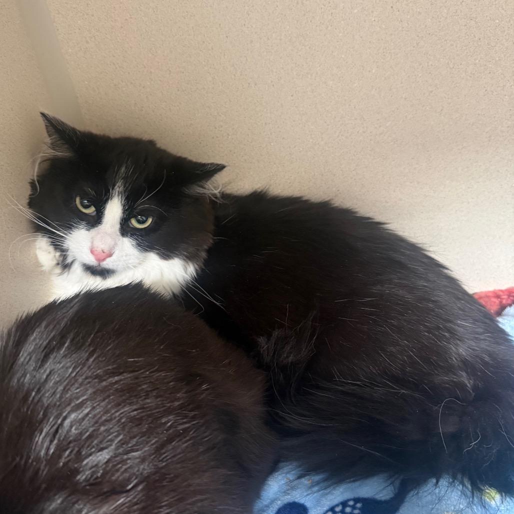 Sly, Adoptable, Young Male Domestic Long Hair.