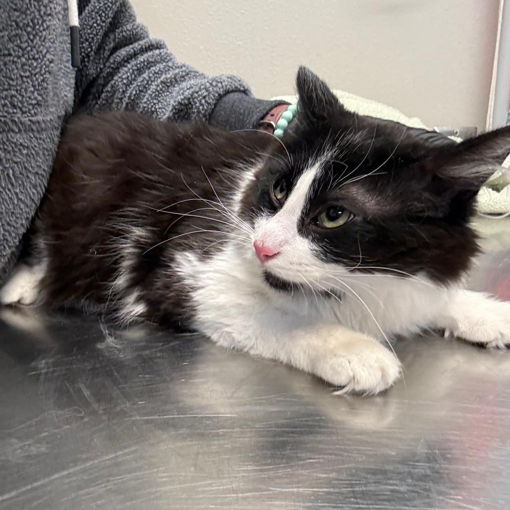 Enlarge Sly, a Adoptable Domestic Long Hair in Great Falls, MT image 2/3