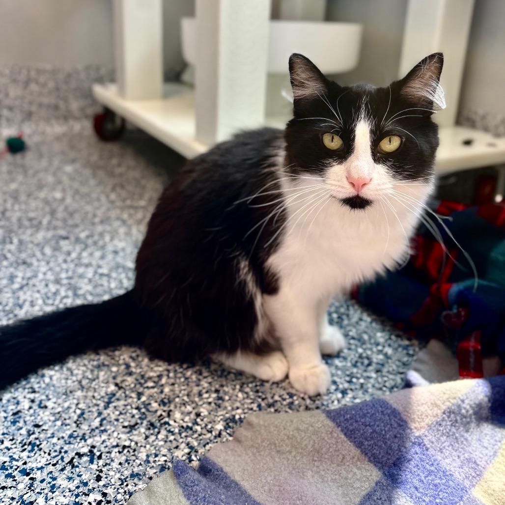 Sly, a Adoptable Domestic Long Hair in Great Falls, MT image 2/2
